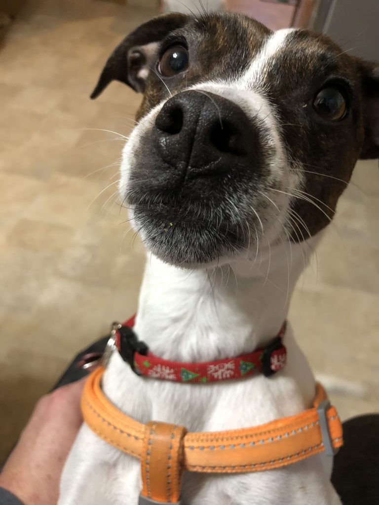 Fritz, the shop supervisor and member of the 3 Dogs Woodworking Board of Directors, looking curiously into the camera
