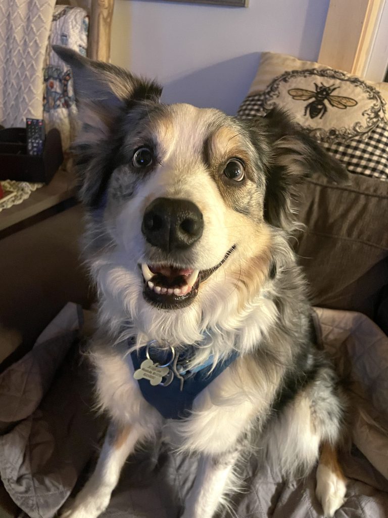 Lokki, an Australian Shepherd and member of the 3 Dogs Woodworking Board of Directors, sitting proudly and smiling at the camera

