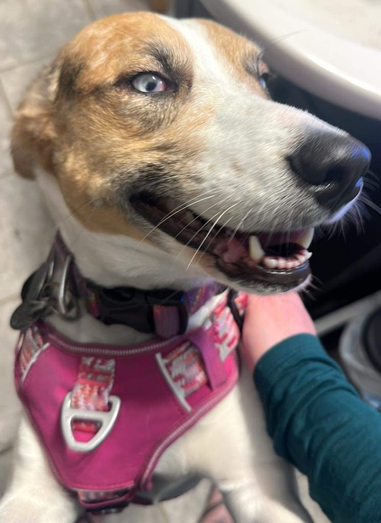 Stevie, the HR Director of 3 Dogs Woodworking, smiling happily while wearing her pink harness and soaking up attention