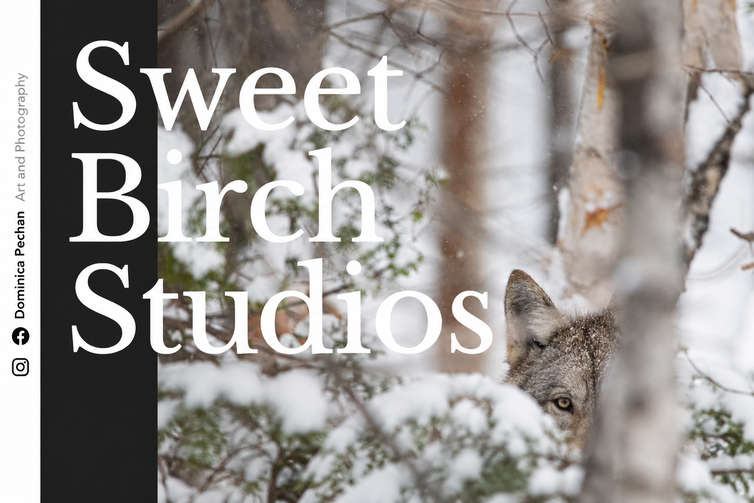 Preview of the Sweet Birch Studios photography website by Dominica Pechan